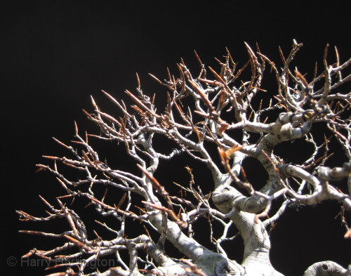beech bonsai